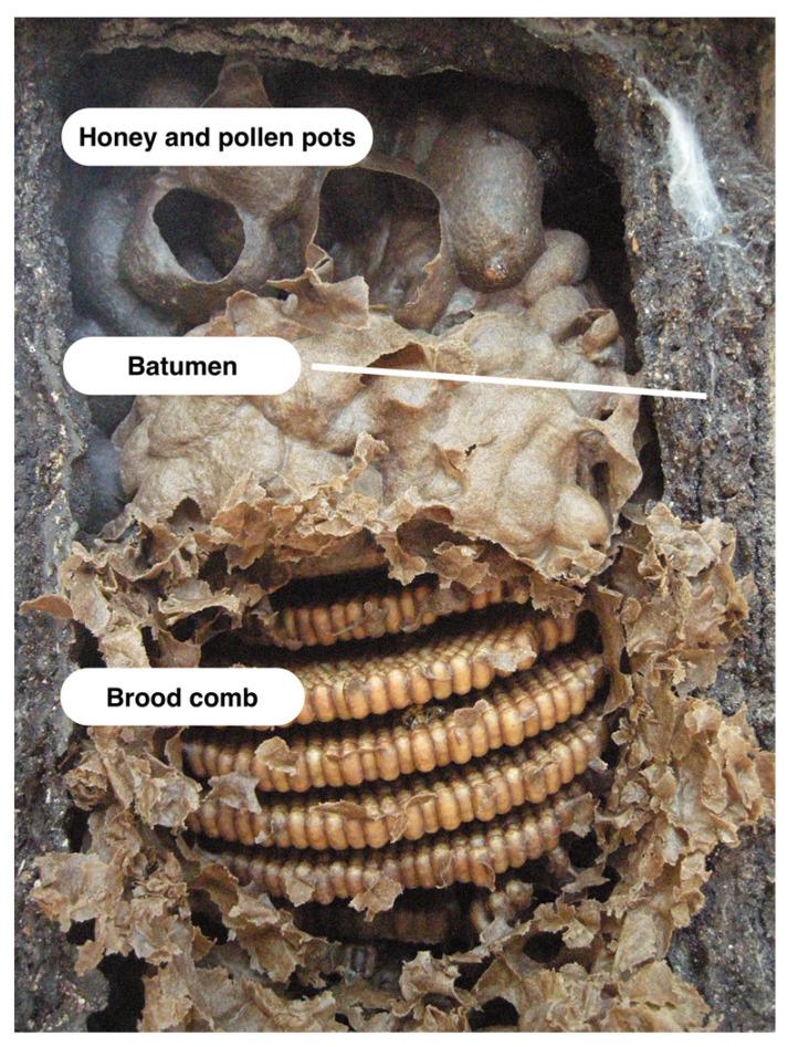 https://cdn.ncbi.nlm.nih.gov/pmc/blobs/15c1/8397191/e4ad25d2a2ff/insects-12-00719-g001.jpg