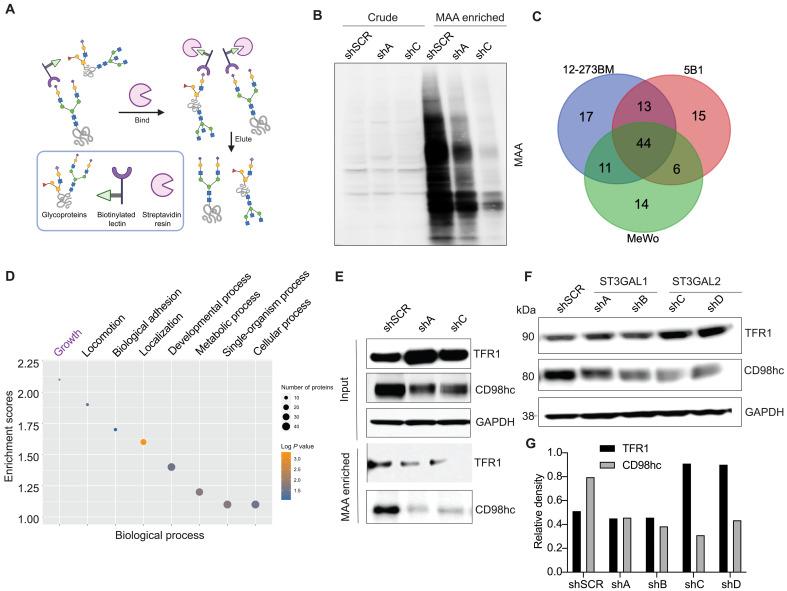 https://cdn.ncbi.nlm.nih.gov/pmc/blobs/15c4/12227053/1c00e13a996a/sciadv.adg3481-f4.jpg
