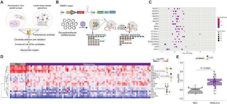 https://cdn.ncbi.nlm.nih.gov/pmc/blobs/15c4/12227053/1f06d5309790/sciadv.adg3481-f1.jpg