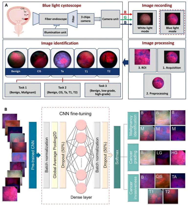 https://cdn.ncbi.nlm.nih.gov/pmc/blobs/15c4/9265007/2a5a4d570bff/cancers-14-03181-g002.jpg