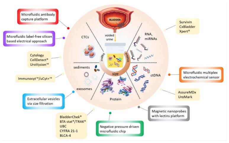 https://cdn.ncbi.nlm.nih.gov/pmc/blobs/15c4/9265007/a311918379d2/cancers-14-03181-g003.jpg