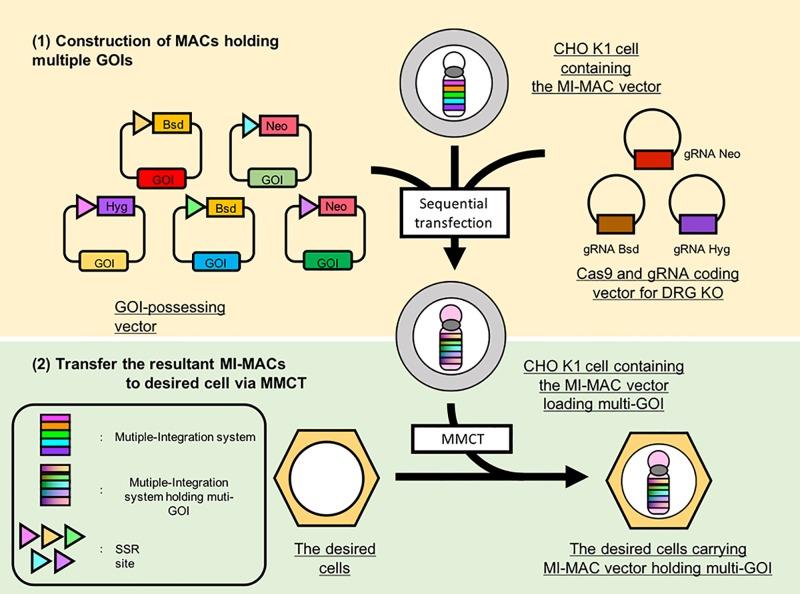 https://cdn.ncbi.nlm.nih.gov/pmc/blobs/15c5/5837097/d56e736f94a5/pone.0193642.g001.jpg