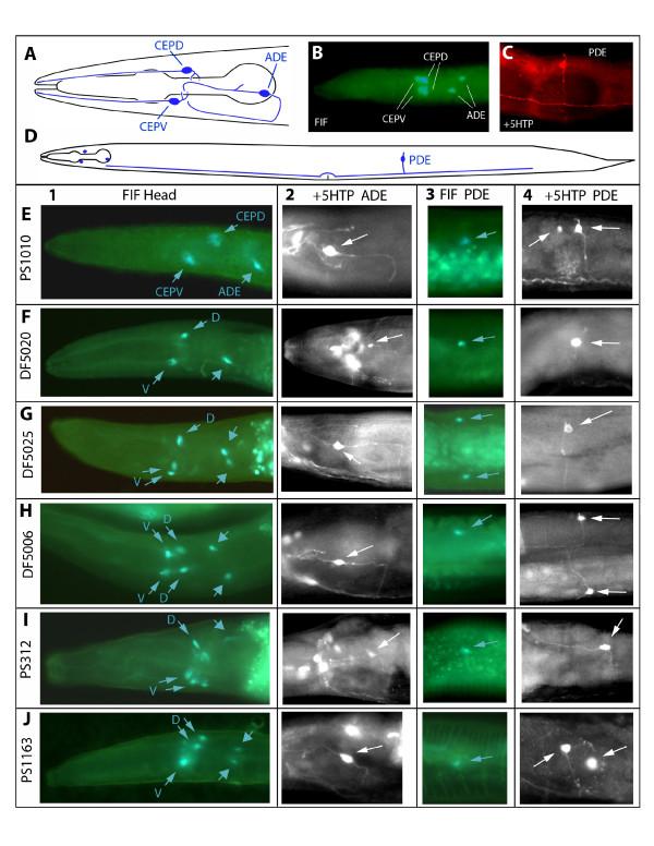 https://cdn.ncbi.nlm.nih.gov/pmc/blobs/15c8/2836364/099d9bbd66e5/1471-2202-11-22-4.jpg