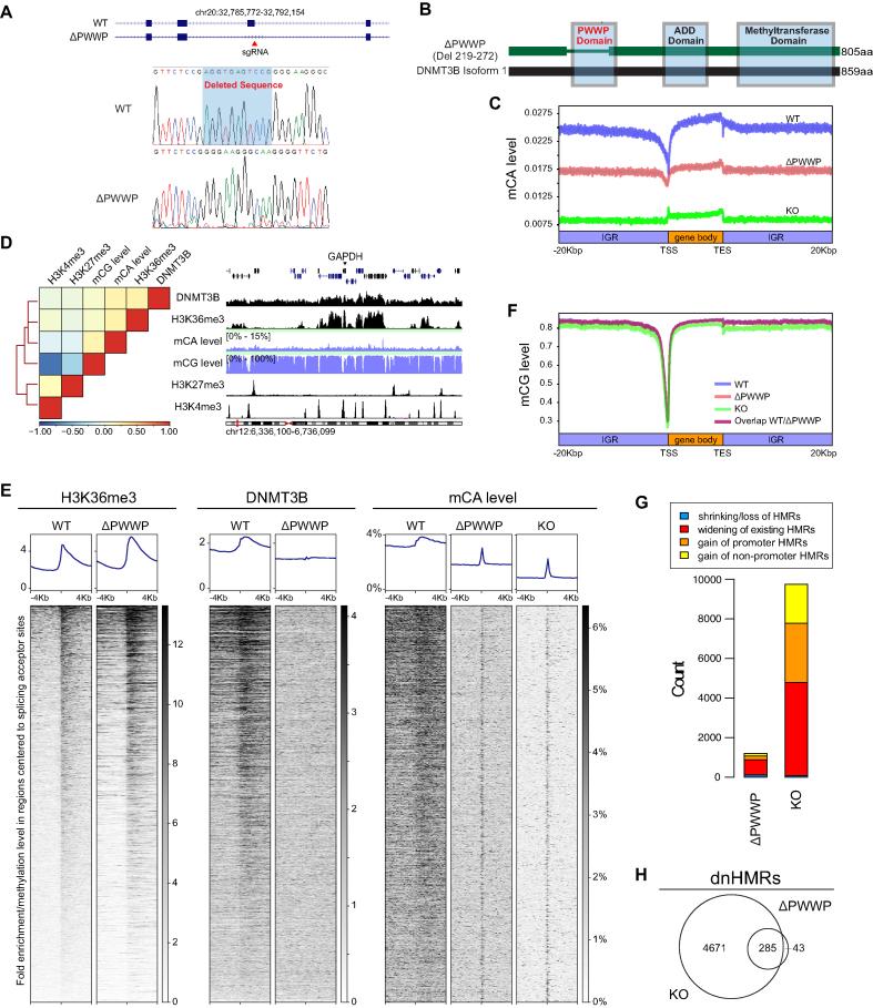 https://cdn.ncbi.nlm.nih.gov/pmc/blobs/15c8/6698669/c96238c74457/gkz520fig6.jpg
