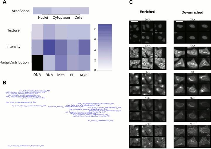 https://cdn.ncbi.nlm.nih.gov/pmc/blobs/15c9/5386591/67cc68916beb/elife-24060-fig4.jpg