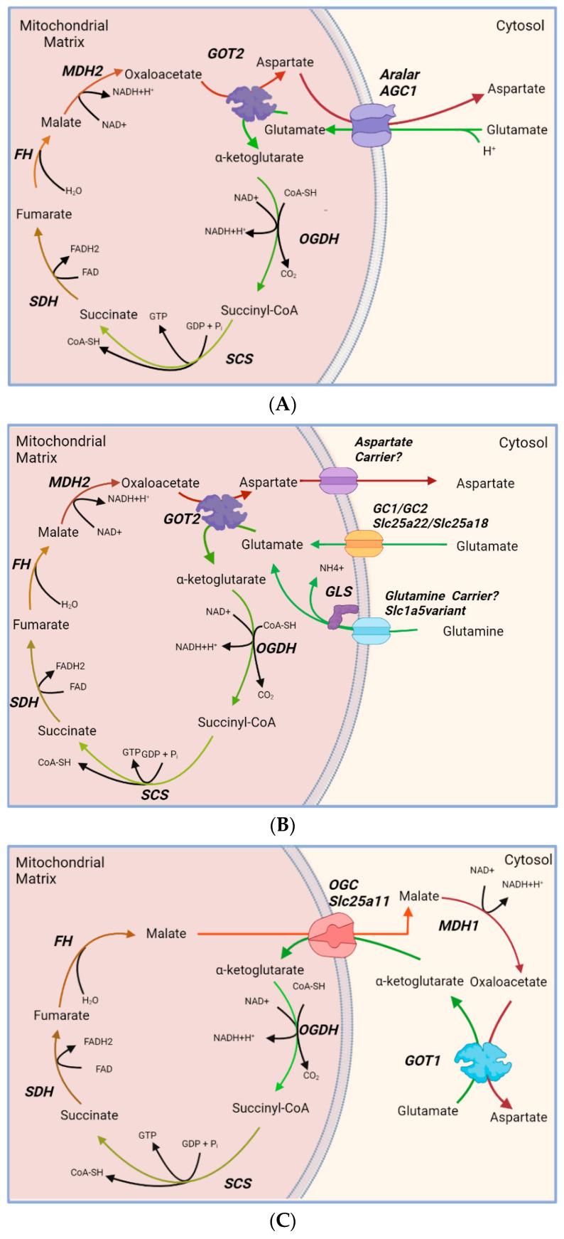 https://cdn.ncbi.nlm.nih.gov/pmc/blobs/15cb/8745132/837b2afe05c4/ijms-23-00528-g002.jpg