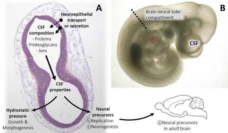 https://cdn.ncbi.nlm.nih.gov/pmc/blobs/15ce/4157377/c14c0550827f/CroatMedJ_55_0299-F1.jpg