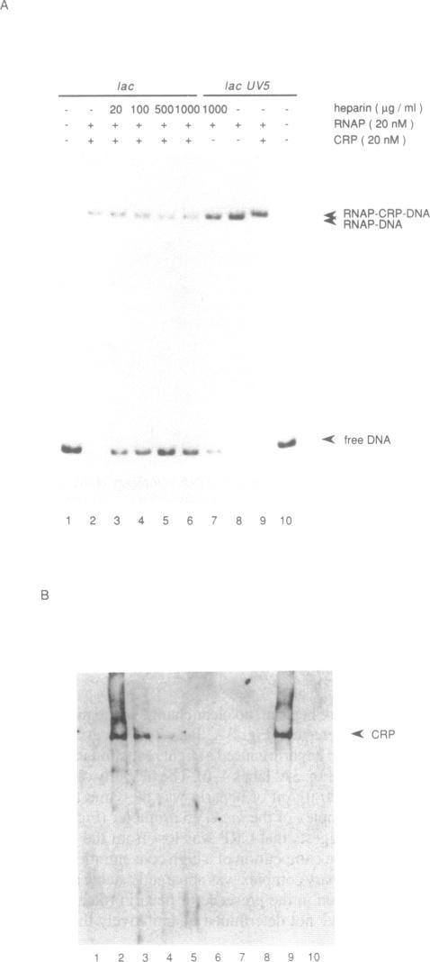 https://cdn.ncbi.nlm.nih.gov/pmc/blobs/15cf/306726/235a4c9ae529/nar00004-0070-a.jpg