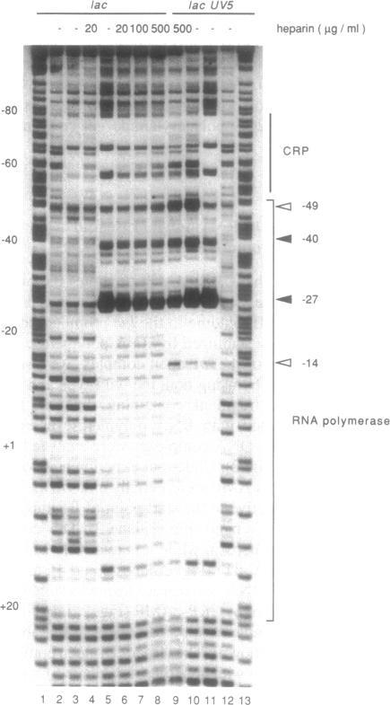https://cdn.ncbi.nlm.nih.gov/pmc/blobs/15cf/306726/a2600a3e40eb/nar00004-0070-b.jpg