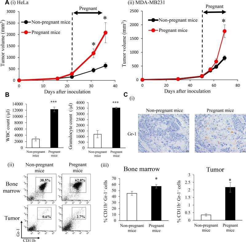 https://cdn.ncbi.nlm.nih.gov/pmc/blobs/15cf/6443012/5448b622da0e/oncotarget-10-1887-g007.jpg