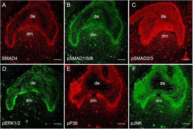 https://cdn.ncbi.nlm.nih.gov/pmc/blobs/15cf/8863179/fb2fa5289346/fphys-13-823275-g001.jpg