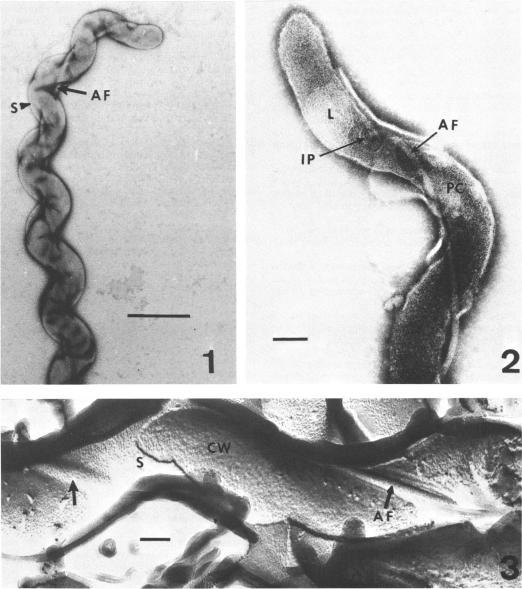 https://cdn.ncbi.nlm.nih.gov/pmc/blobs/15d6/249933/57e621336427/jbacter00390-0298-a.jpg