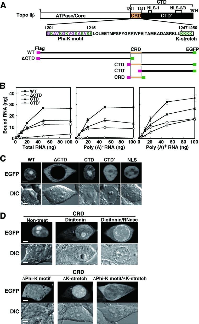 https://cdn.ncbi.nlm.nih.gov/pmc/blobs/15d7/4132749/195e0651a7eb/gku640fig5.jpg
