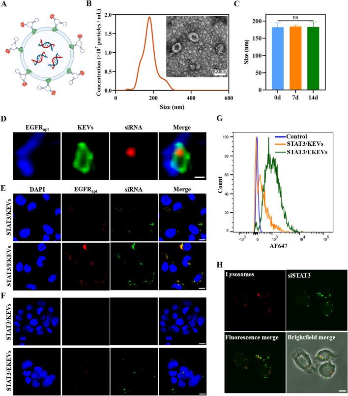 https://cdn.ncbi.nlm.nih.gov/pmc/blobs/15d8/9901103/021d22584fa0/12951_2023_1766_Fig3_HTML.jpg
