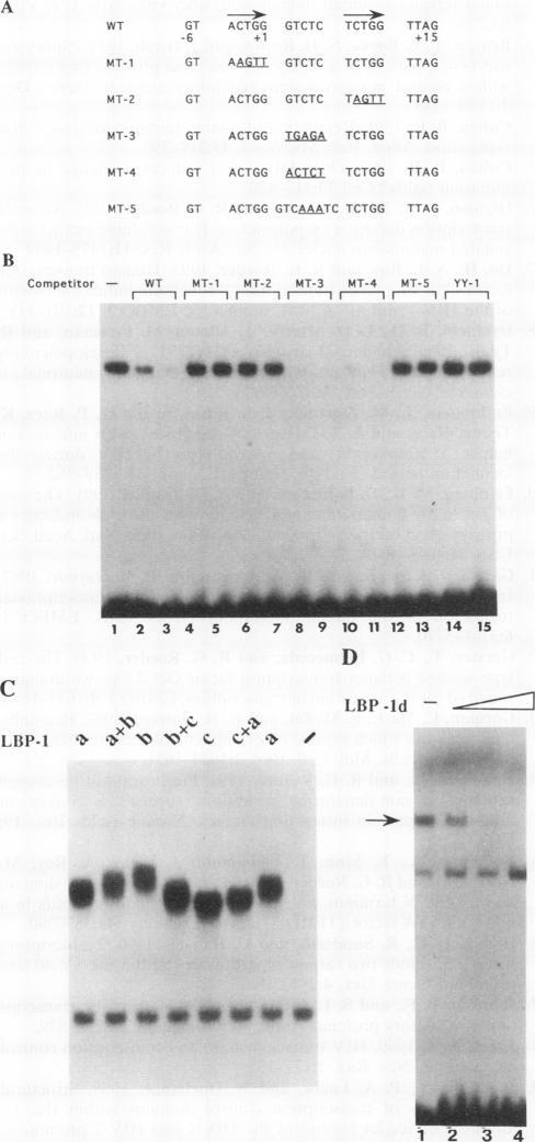 https://cdn.ncbi.nlm.nih.gov/pmc/blobs/15d9/358535/76f0e5be4085/molcellb00003-0265-a.jpg
