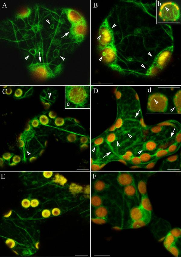 https://cdn.ncbi.nlm.nih.gov/pmc/blobs/15da/2702303/12b6a424c0dd/1471-2229-9-64-2.jpg