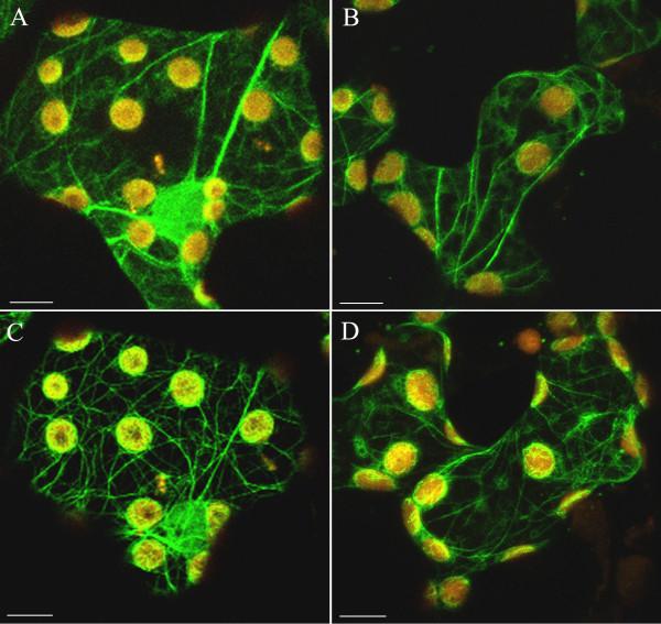 https://cdn.ncbi.nlm.nih.gov/pmc/blobs/15da/2702303/281ad7cee3ae/1471-2229-9-64-4.jpg
