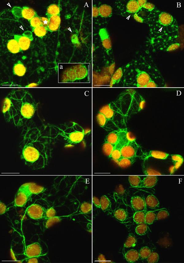 https://cdn.ncbi.nlm.nih.gov/pmc/blobs/15da/2702303/4e6c7089b3a4/1471-2229-9-64-5.jpg
