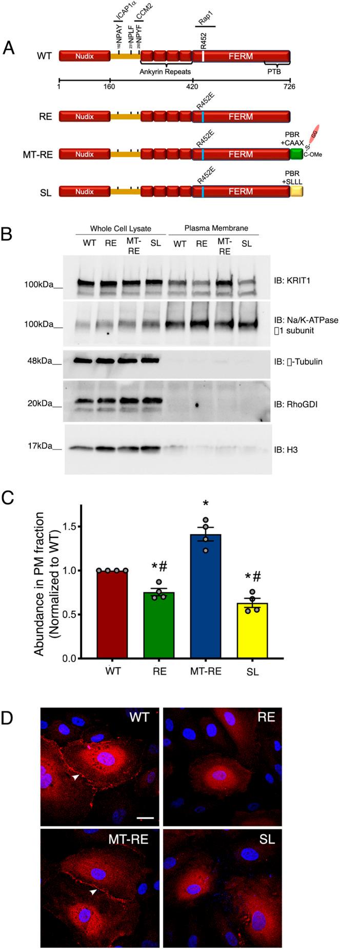 https://cdn.ncbi.nlm.nih.gov/pmc/blobs/15df/8917353/c7789a318e23/joces-135-258816-g1.jpg