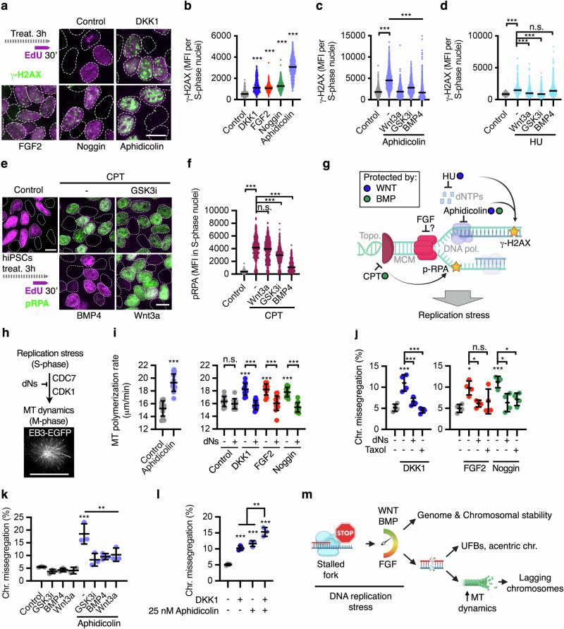 https://cdn.ncbi.nlm.nih.gov/pmc/blobs/15e0/11350214/6bf72f76694c/41467_2024_51821_Fig4_HTML.jpg