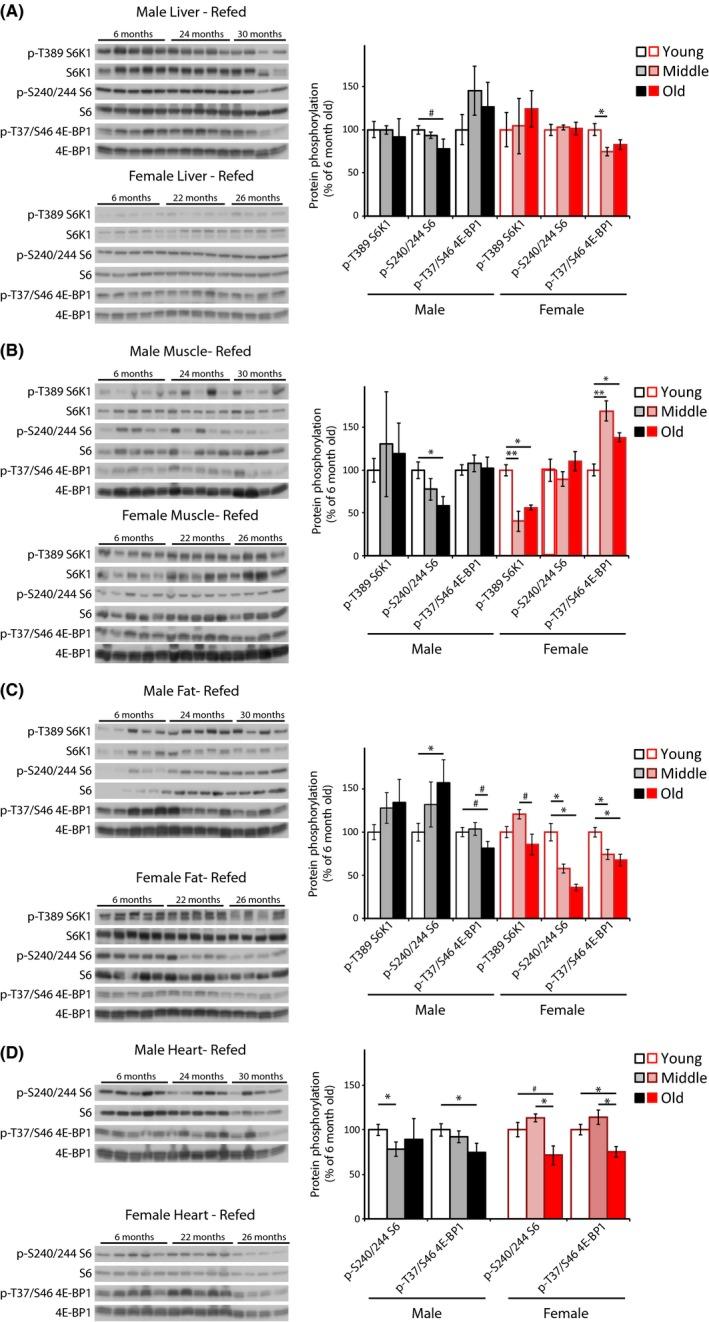 https://cdn.ncbi.nlm.nih.gov/pmc/blobs/15e0/4717274/ddd5f469a5d7/ACEL-15-155-g003.jpg