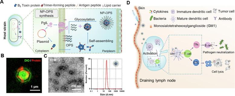 https://cdn.ncbi.nlm.nih.gov/pmc/blobs/15e2/8285224/344b67d65c1a/gr4_lrg.jpg