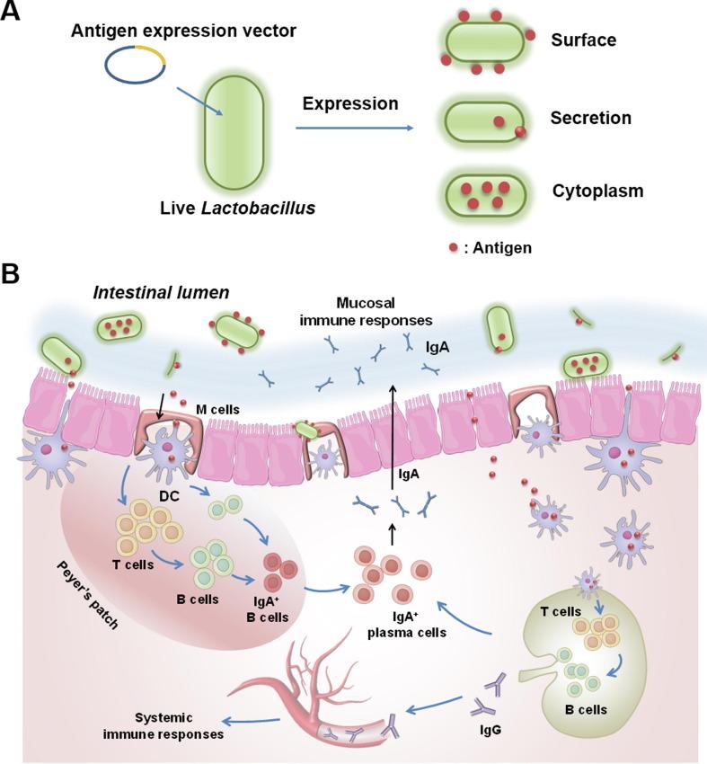 https://cdn.ncbi.nlm.nih.gov/pmc/blobs/15e2/8285224/75a93963c25f/gr3_lrg.jpg