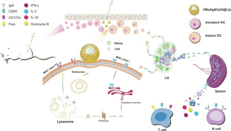 https://cdn.ncbi.nlm.nih.gov/pmc/blobs/15e2/8285224/e6ccc6c121eb/gr7_lrg.jpg