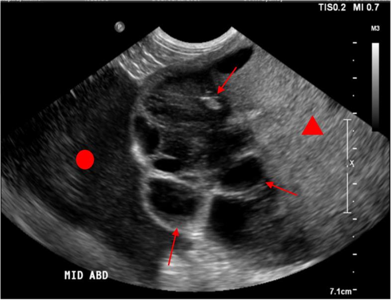 https://cdn.ncbi.nlm.nih.gov/pmc/blobs/15e3/9701363/8d5a46facfa5/12917_2022_3504_Fig1_HTML.jpg