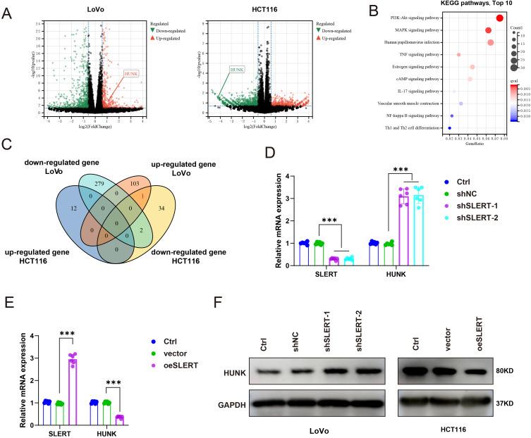 https://cdn.ncbi.nlm.nih.gov/pmc/blobs/15e6/12075449/2822a6e088aa/OTT-18-631-g0004.jpg