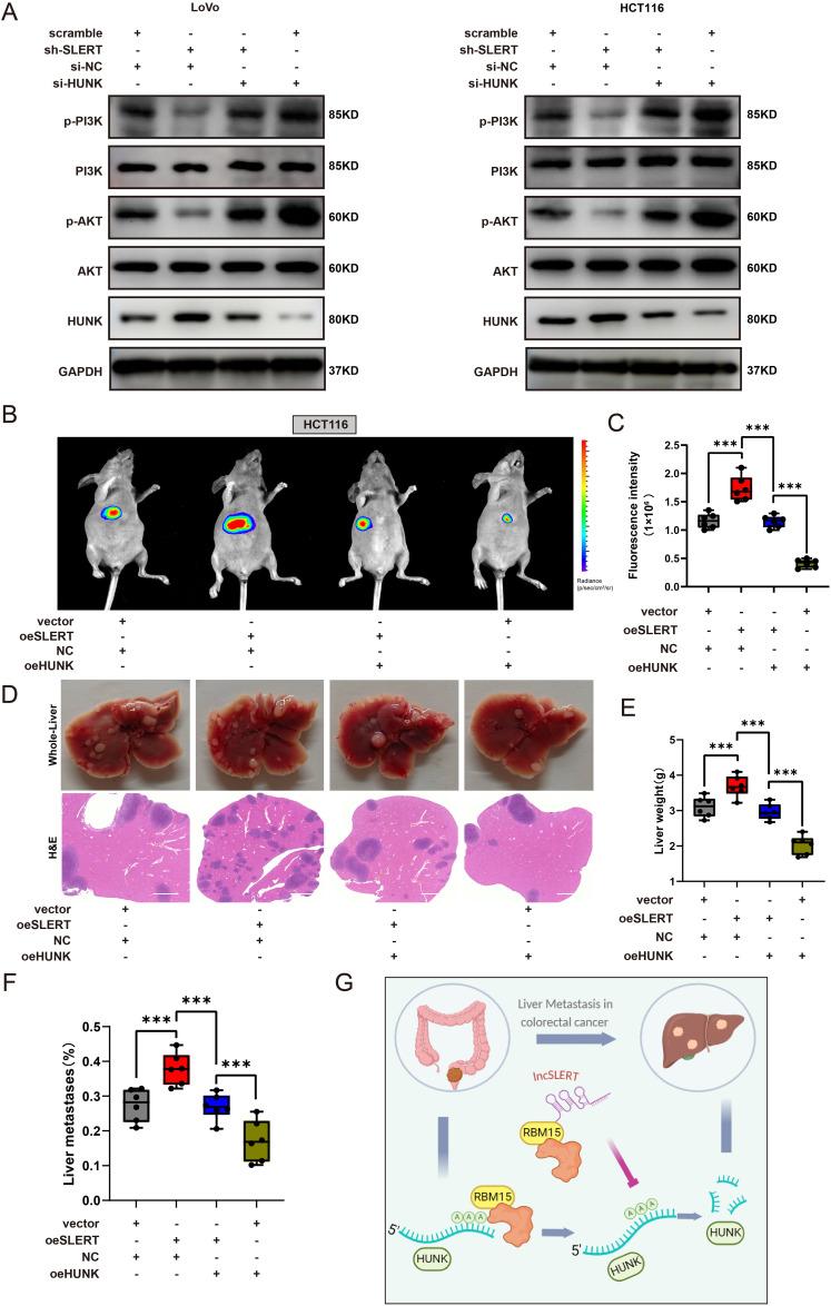 https://cdn.ncbi.nlm.nih.gov/pmc/blobs/15e6/12075449/462bf838b2db/OTT-18-631-g0006.jpg