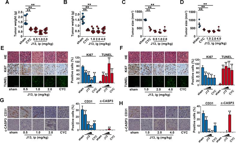 https://cdn.ncbi.nlm.nih.gov/pmc/blobs/15e7/8343112/c2ad57933ea8/gr5.jpg