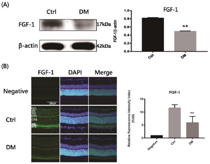 https://cdn.ncbi.nlm.nih.gov/pmc/blobs/15ec/8267624/61acd051bdaa/ijms-22-07233-g001.jpg