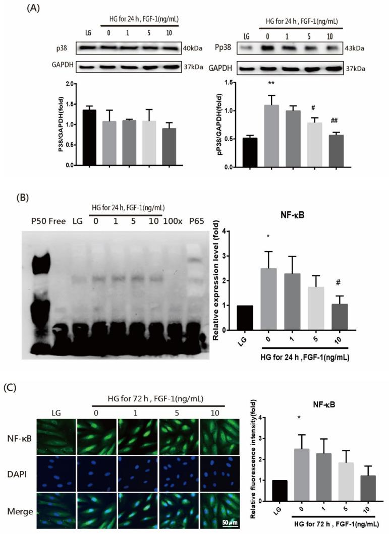 https://cdn.ncbi.nlm.nih.gov/pmc/blobs/15ec/8267624/73cdd1013ef4/ijms-22-07233-g006.jpg