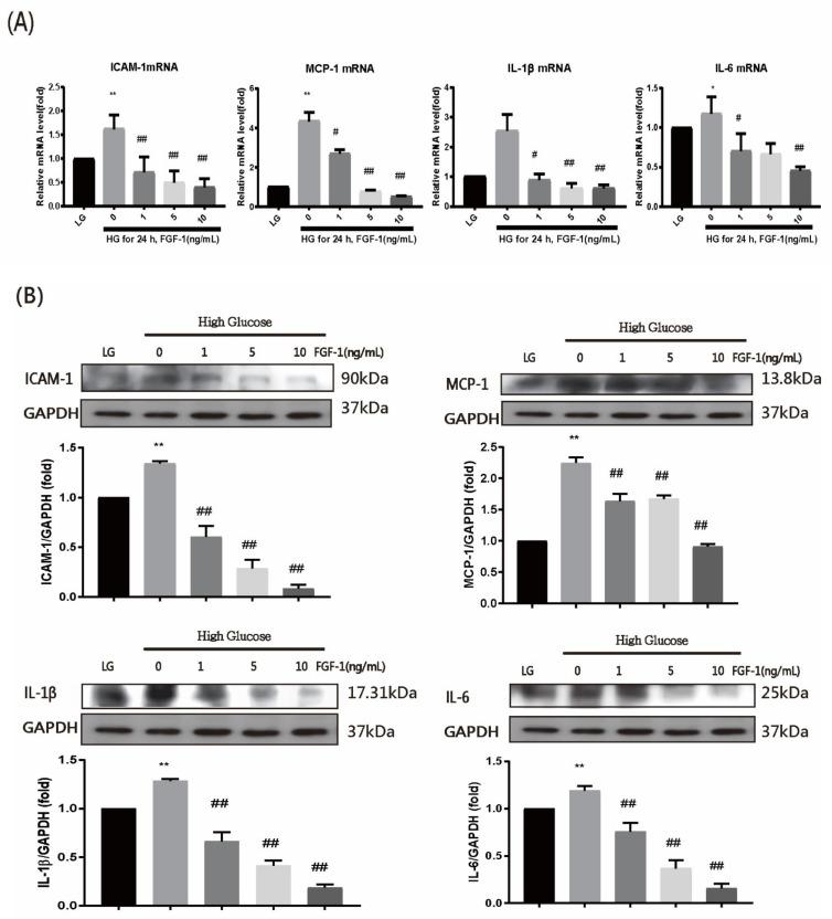 https://cdn.ncbi.nlm.nih.gov/pmc/blobs/15ec/8267624/e6c42a5406db/ijms-22-07233-g005a.jpg