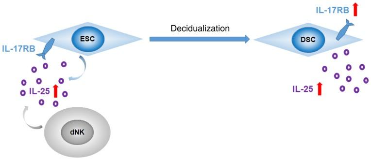 https://cdn.ncbi.nlm.nih.gov/pmc/blobs/15ed/5783502/87dd7e71b07f/MMR-17-02-2869-g07.jpg