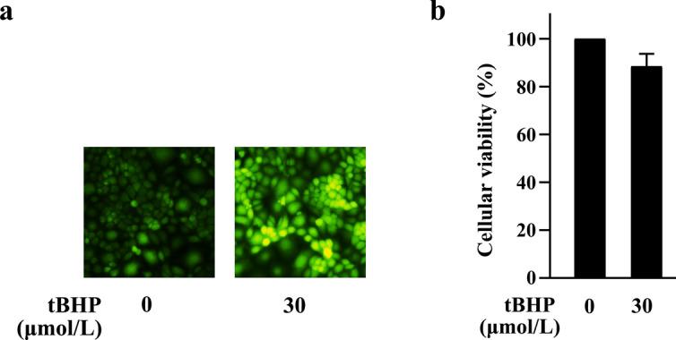 https://cdn.ncbi.nlm.nih.gov/pmc/blobs/15f0/11682176/30a9876f5d72/41598_2024_82917_Fig1_HTML.jpg