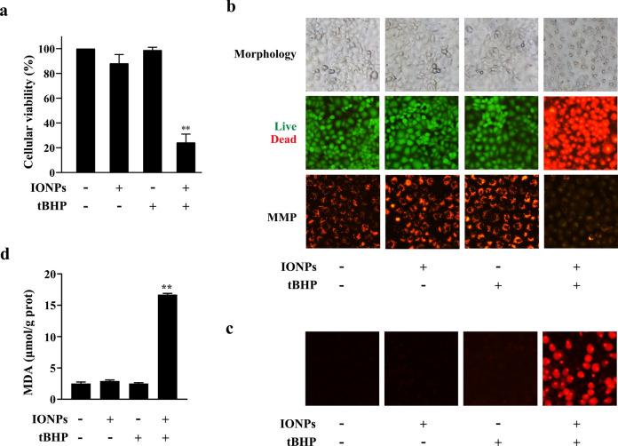 https://cdn.ncbi.nlm.nih.gov/pmc/blobs/15f0/11682176/94baab8236b6/41598_2024_82917_Fig2_HTML.jpg