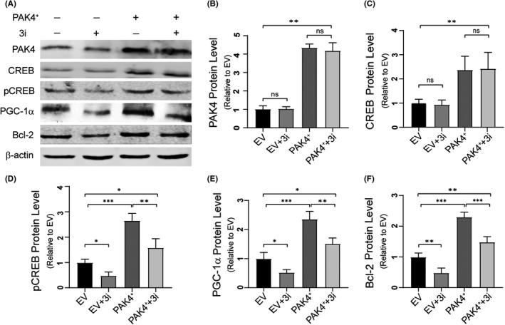 https://cdn.ncbi.nlm.nih.gov/pmc/blobs/15f1/8016643/f7b7e3c65c0c/CPR-54-e13003-g008.jpg