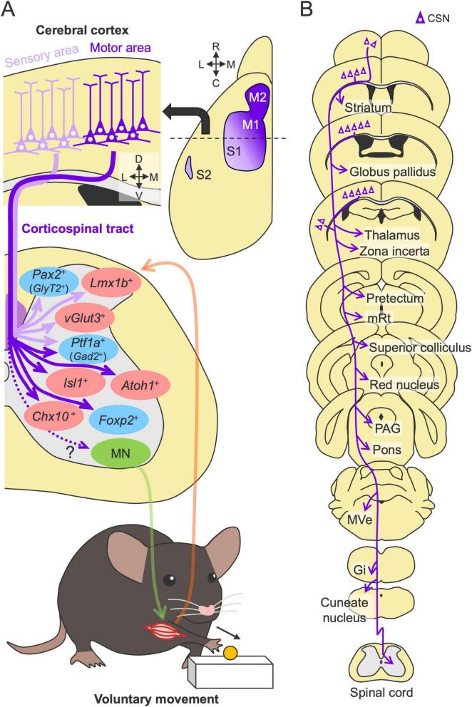 https://cdn.ncbi.nlm.nih.gov/pmc/blobs/15f2/11968733/51ade598436a/fncir-19-1566562-g002.jpg