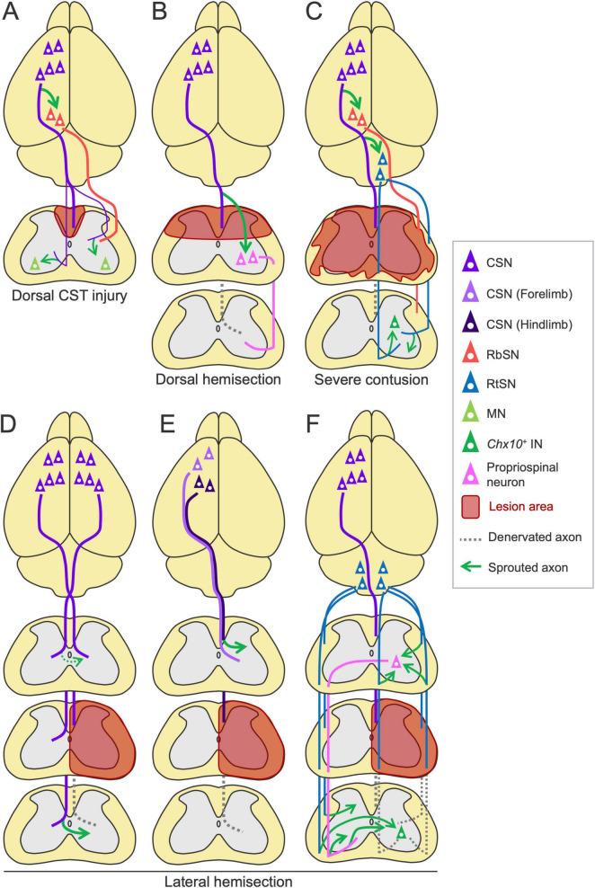 https://cdn.ncbi.nlm.nih.gov/pmc/blobs/15f2/11968733/53e6058174b2/fncir-19-1566562-g008.jpg