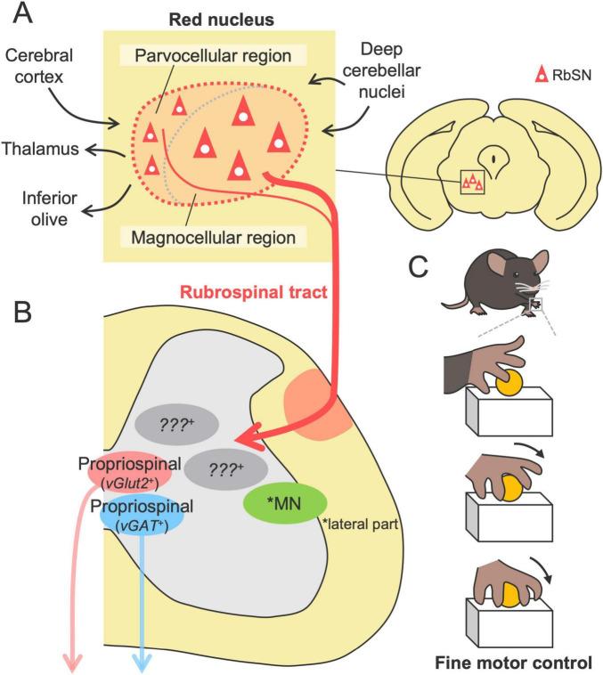 https://cdn.ncbi.nlm.nih.gov/pmc/blobs/15f2/11968733/81755dd4cd87/fncir-19-1566562-g003.jpg