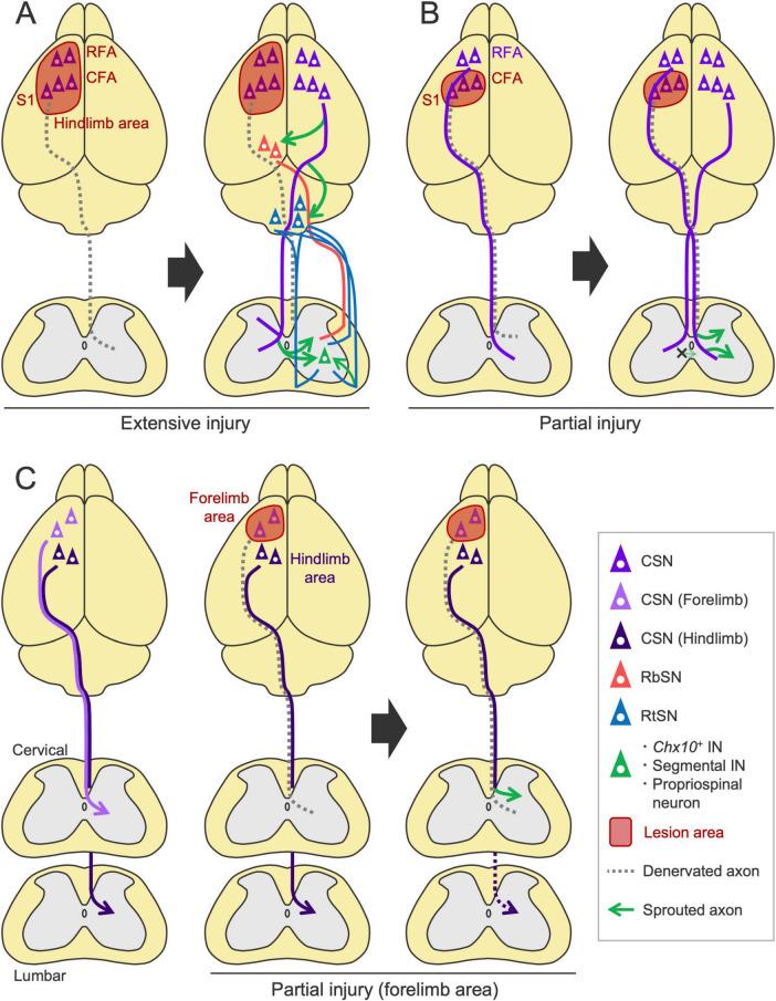 https://cdn.ncbi.nlm.nih.gov/pmc/blobs/15f2/11968733/9a68d2a7ae74/fncir-19-1566562-g006.jpg
