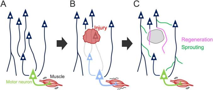 https://cdn.ncbi.nlm.nih.gov/pmc/blobs/15f2/11968733/bffaf0760417/fncir-19-1566562-g005.jpg