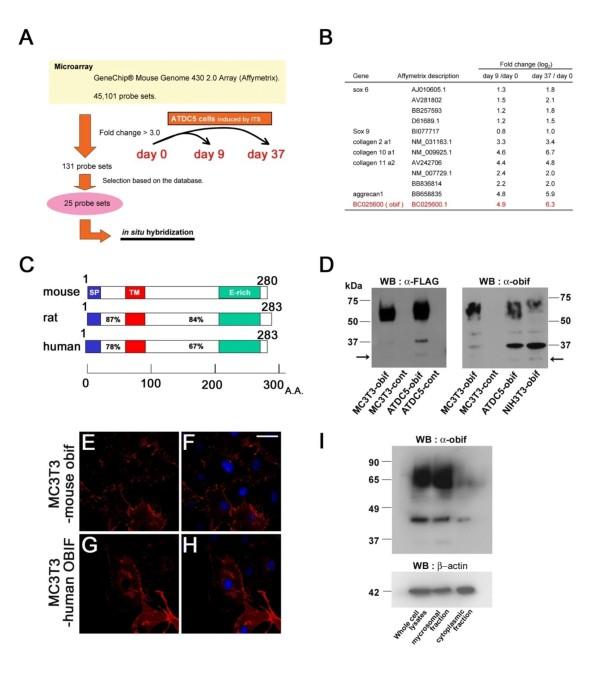 https://cdn.ncbi.nlm.nih.gov/pmc/blobs/15f3/2805627/12866881c09c/1471-213X-9-70-1.jpg