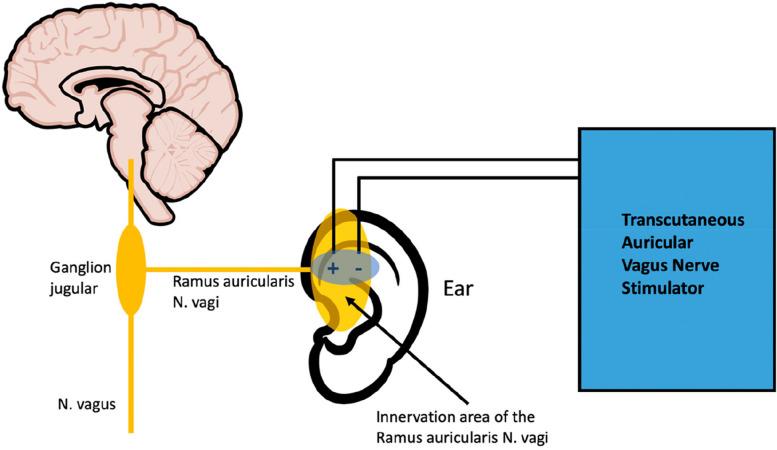 https://cdn.ncbi.nlm.nih.gov/pmc/blobs/15f5/10851508/25b2aa0239f7/40814_2024_1447_Fig1_HTML.jpg