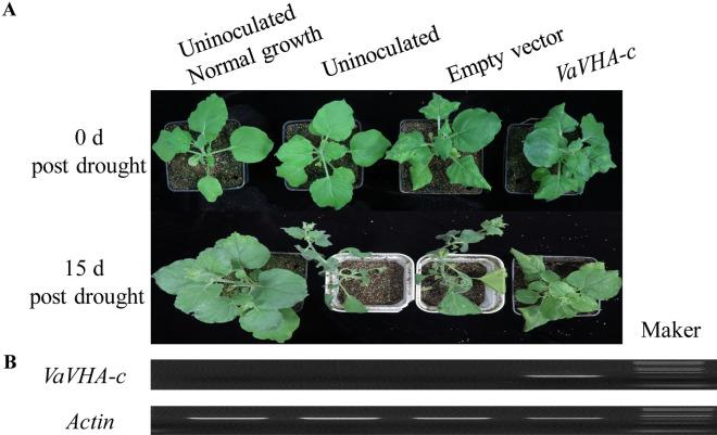 https://cdn.ncbi.nlm.nih.gov/pmc/blobs/15f6/8660776/59c9b7c18d19/41598_2021_3178_Fig5_HTML.jpg