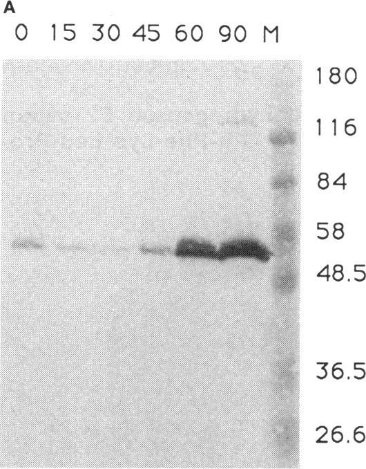 https://cdn.ncbi.nlm.nih.gov/pmc/blobs/15f8/205740/51301778891c/jbacter00068-0148-a.jpg