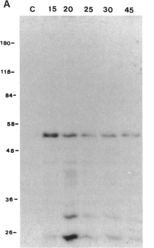 https://cdn.ncbi.nlm.nih.gov/pmc/blobs/15f8/205740/bda046d45702/jbacter00068-0149-a.jpg