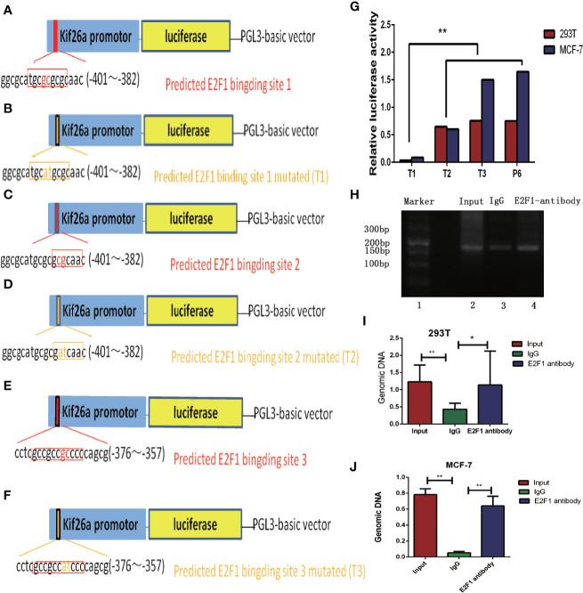 https://cdn.ncbi.nlm.nih.gov/pmc/blobs/15f8/7832431/2acc8949a756/fonc-10-530933-g004.jpg